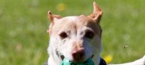 jack russell terrier
