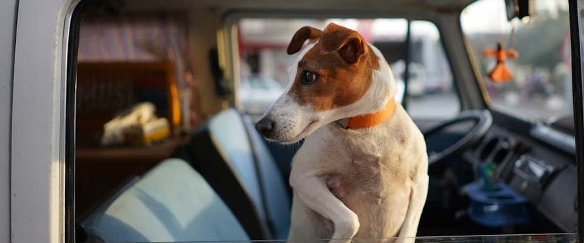 The Jack Russell Terrier: A Comprehensive Guide to a Spirited Breed