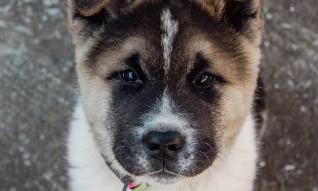 The Majestic Japanese Akita: A Loyal Companion