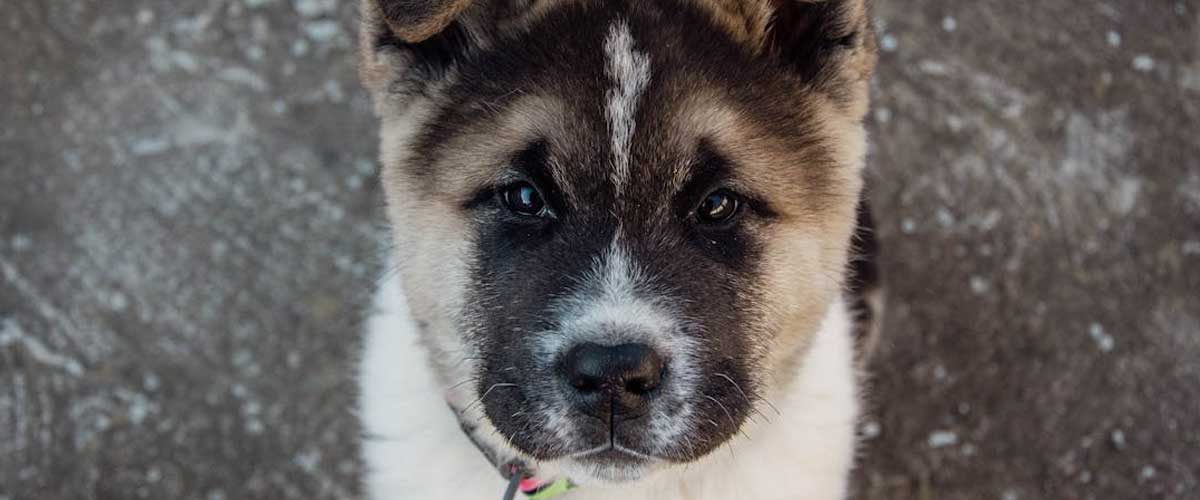 The Majestic Japanese Akita: A Loyal Companion