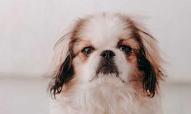The Japanese Chin: A Graceful Companion