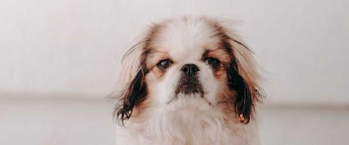 The Japanese Chin: A Graceful Companion