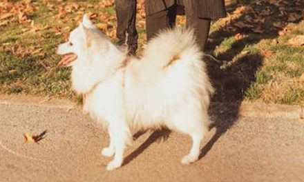 The Japanese Spitz: A Charming Companion