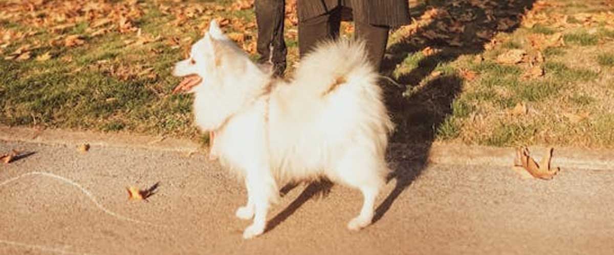 The Japanese Spitz: A Charming Companion