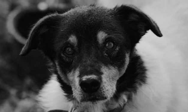 The Japanese Terrier: A Charming Companion