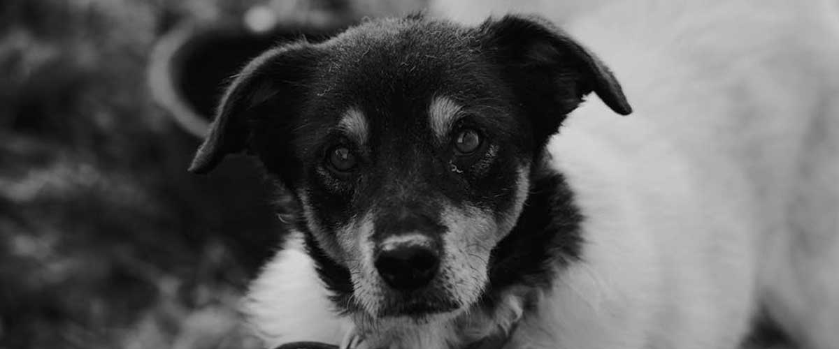 The Japanese Terrier: A Charming Companion