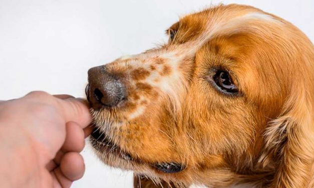 Do Dogs Get Jealous? Exploring Canine Emotions