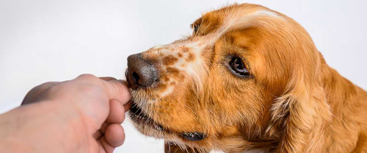 Do Dogs Get Jealous? Exploring Canine Emotions