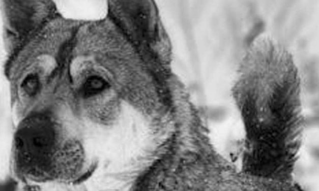 The Kai Dog: A Unique Japanese Treasure