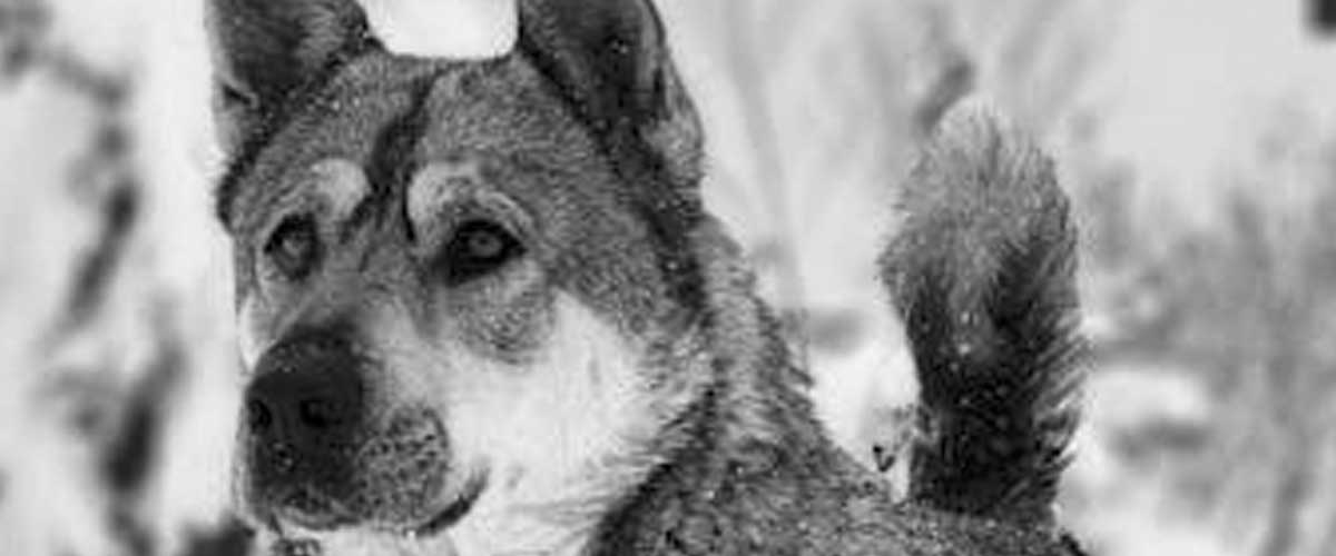 The Kai Dog: A Unique Japanese Treasure