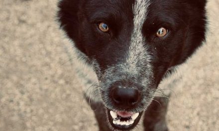 The Karelian Bear Dog: A Unique Blend of Strength and Loyalty