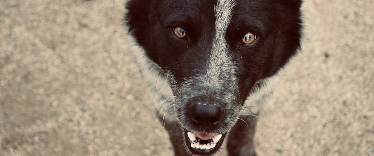 The Karelian Bear Dog: A Unique Blend of Strength and Loyalty