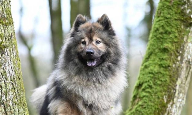 The Keeshond: A Charming Companion