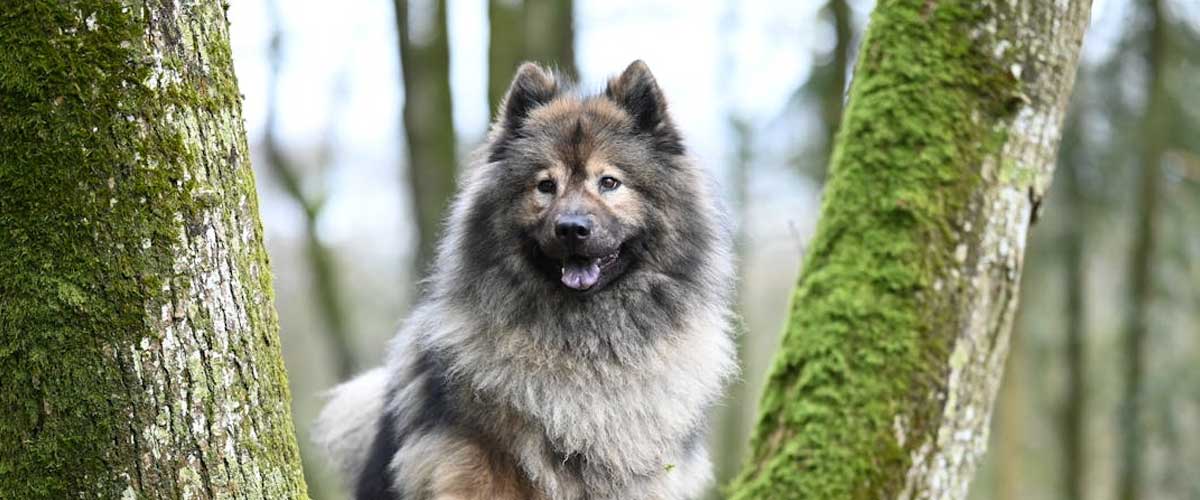The Keeshond: A Charming Companion