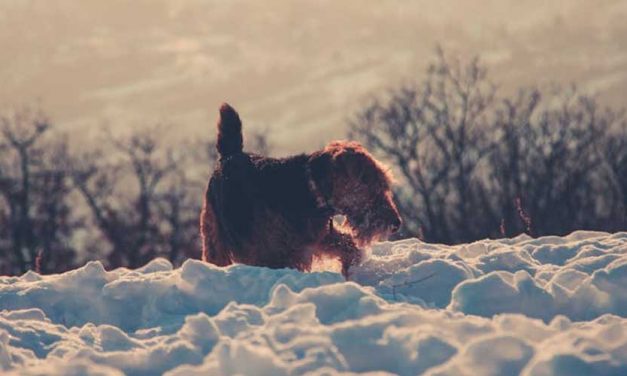 The Kerry Blue Terrier: A Distinctive and Affectionate Companion