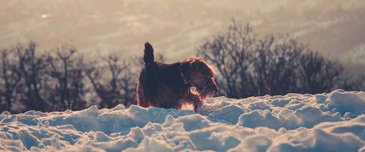 The Kerry Blue Terrier: A Distinctive and Affectionate Companion