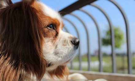 The Cavalier King Charles Spaniel: A Beloved Companion