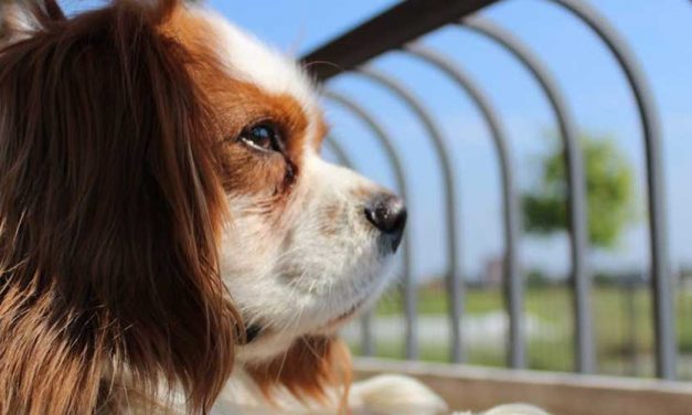 The Cavalier King Charles Spaniel: A Beloved Companion