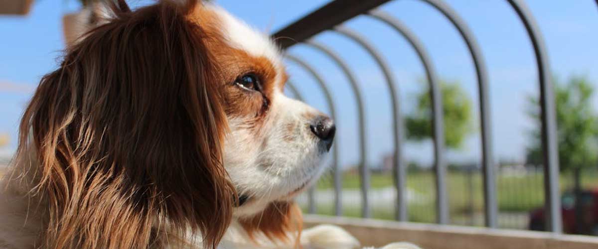 The Cavalier King Charles Spaniel: A Beloved Companion