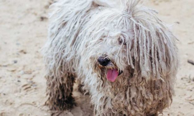 The Komondor: An Overview of the Majestic Hungarian Guardian