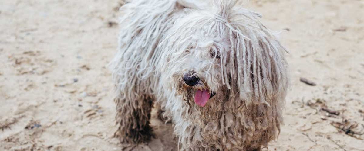 The Komondor: An Overview of the Majestic Hungarian Guardian