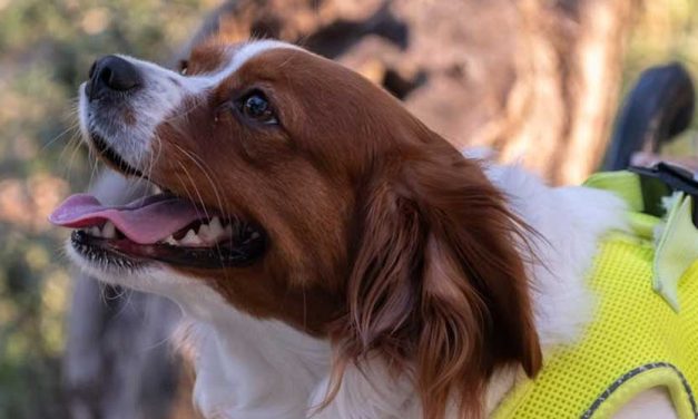 The Kooikerhondje: A Charming Dutch Companion