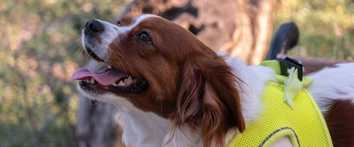 The Kooikerhondje: A Charming Dutch Companion
