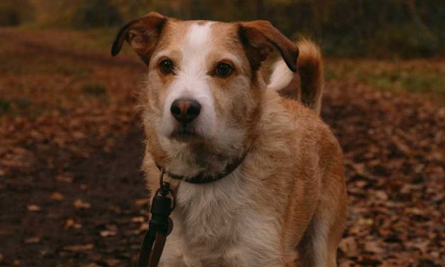 The Kromfohrländer: An Endearing Breed with a Rich History