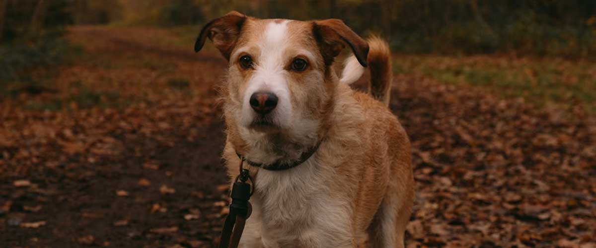 The Kromfohrländer: An Endearing Breed with a Rich History
