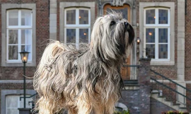 The Kyi Leo Dog Breed: A Unique and Affectionate Companion