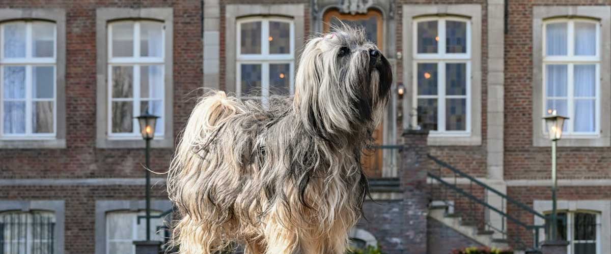 The Kyi Leo Dog Breed: A Unique and Affectionate Companion