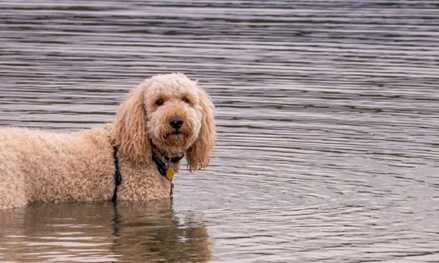 Labradoodle: The Perfect Family Companion