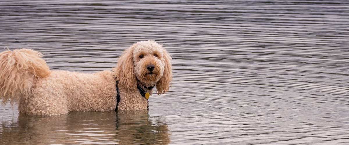Labradoodle: The Perfect Family Companion