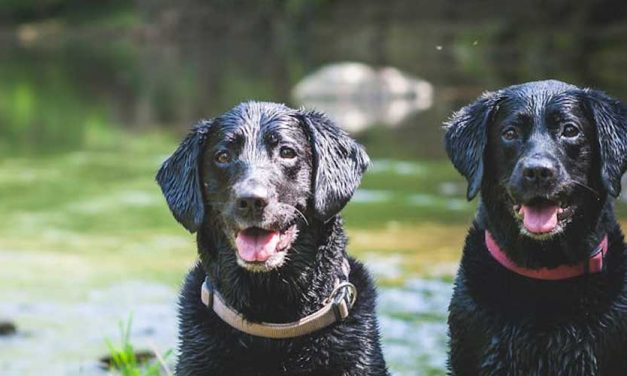 The Pros and Cons of Owning a Labrador