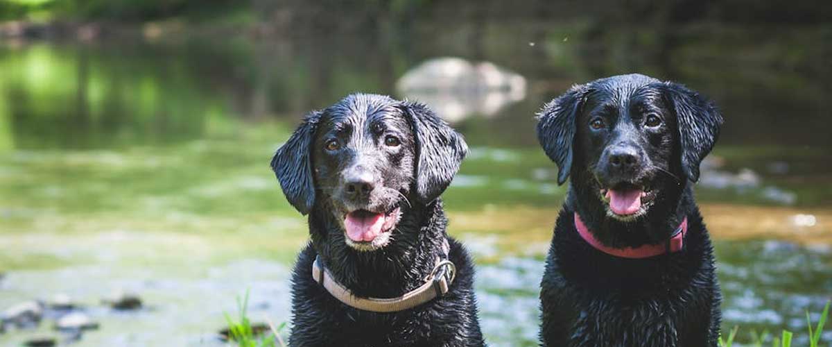 The Pros and Cons of Owning a Labrador