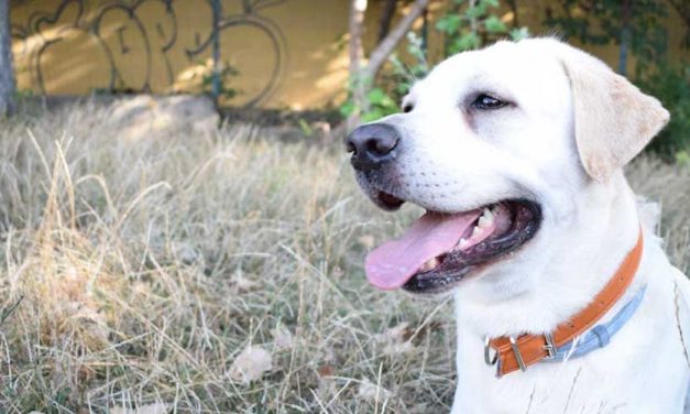 The Labrador Retriever: A Beloved Companion