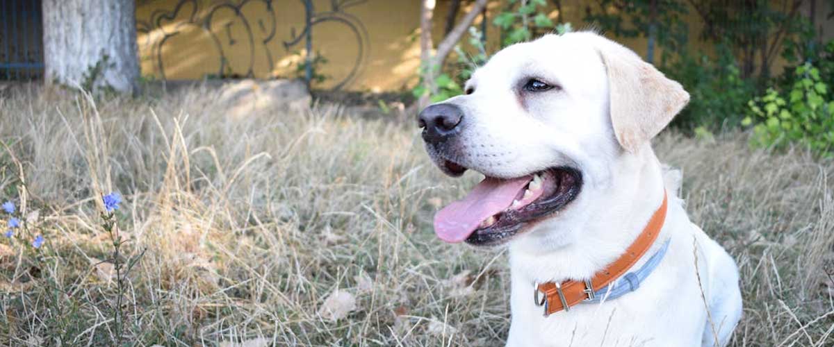 The Labrador Retriever: A Beloved Companion