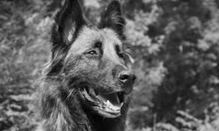 The Laekenois Dog Breed: A Unique Belgian Working Dog