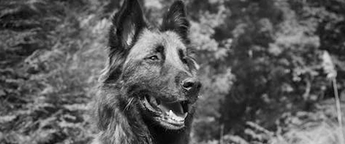 The Laekenois Dog Breed: A Unique Belgian Working Dog