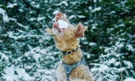 The Lakeland Terrier: A Charming Companion