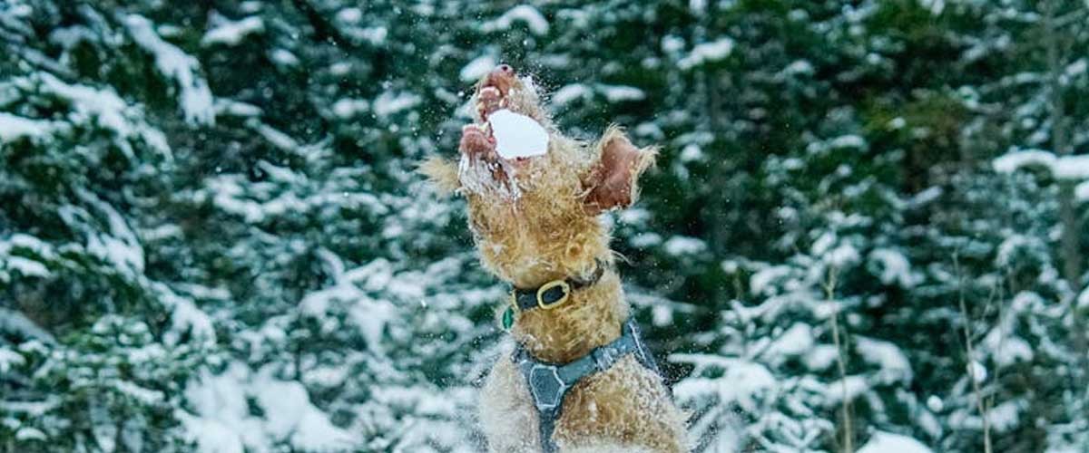 The Lakeland Terrier: A Charming Companion