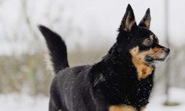 The Lancashire Heeler: A Charming and Versatile Breed