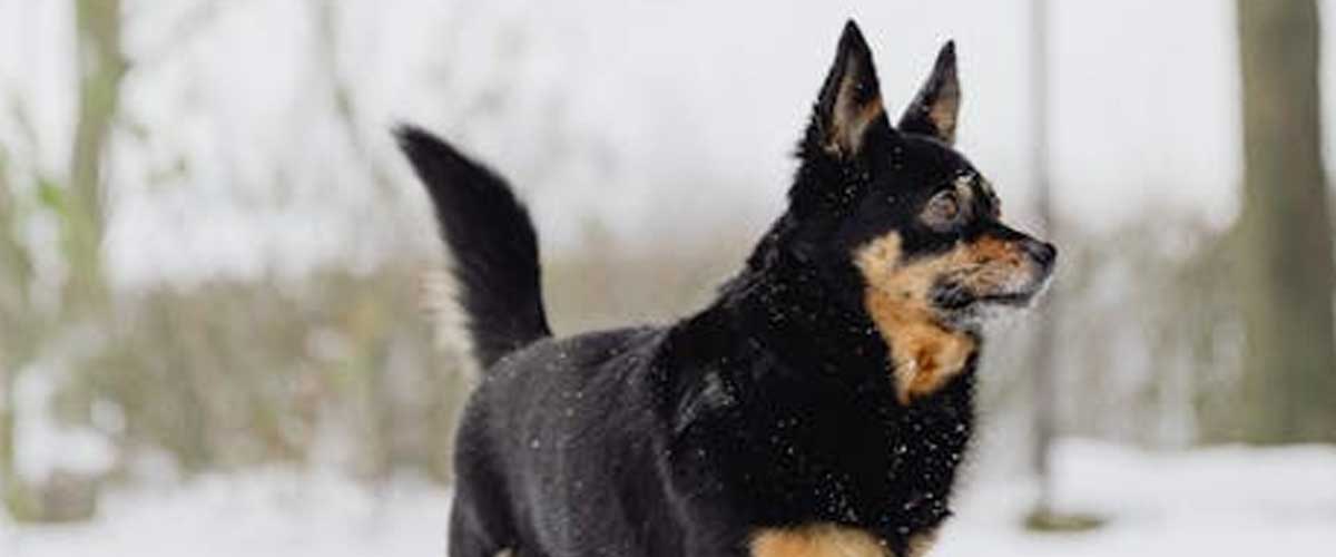 The Lancashire Heeler: A Charming and Versatile Breed