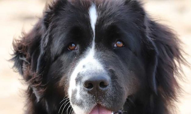 The Landseer Dog Breed: A Gentle Giant