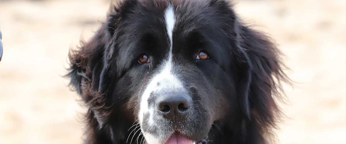 The Landseer Dog Breed: A Gentle Giant