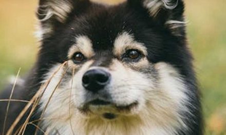 The Lapinporokoira: A Versatile and Endearing Breed