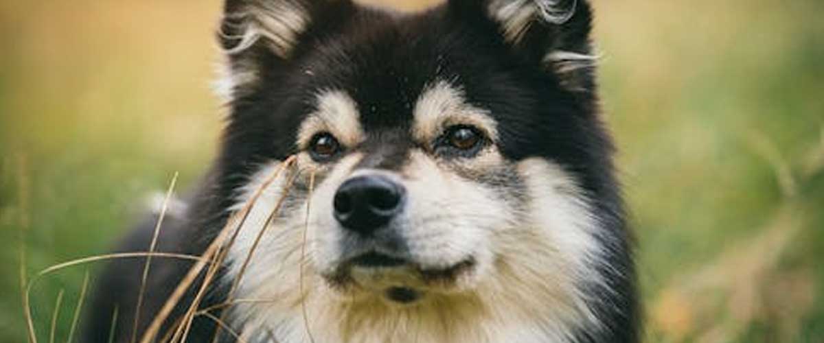 The Lapinporokoira: A Versatile and Endearing Breed