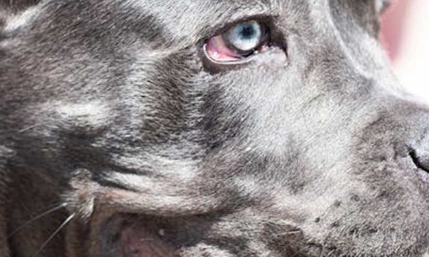 The World’s Largest Recorded Dog: A Pawsome Giant