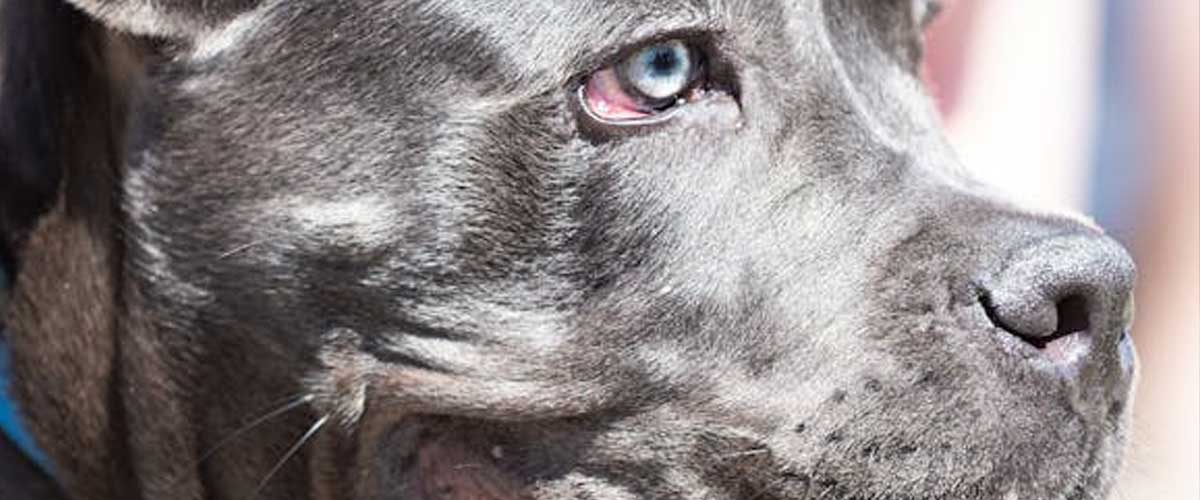 The World’s Largest Recorded Dog: A Pawsome Giant