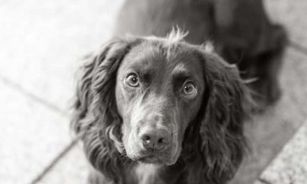 The Large Münsterlander: A Versatile and Affectionate Companion